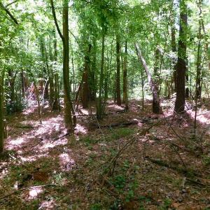 Photo of UNDER CONTRACT!  26.7 Acres of Hunting and Timber Land For Sale in Jones County NC!
