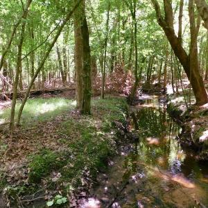 Photo of UNDER CONTRACT!  26.7 Acres of Hunting and Timber Land For Sale in Jones County NC!