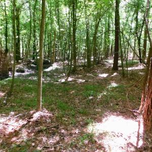 Photo of UNDER CONTRACT!  26.7 Acres of Hunting and Timber Land For Sale in Jones County NC!