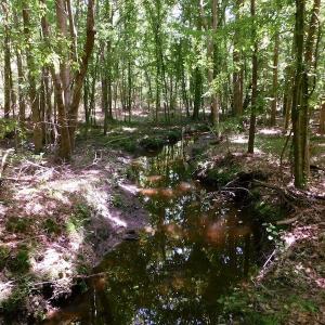 Photo of UNDER CONTRACT!  26.7 Acres of Hunting and Timber Land For Sale in Jones County NC!