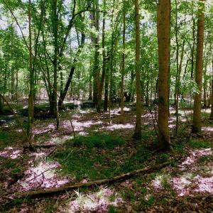 Photo of UNDER CONTRACT!  26.7 Acres of Hunting and Timber Land For Sale in Jones County NC!