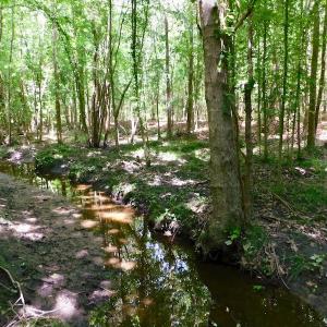 Photo of UNDER CONTRACT!  26.7 Acres of Hunting and Timber Land For Sale in Jones County NC!