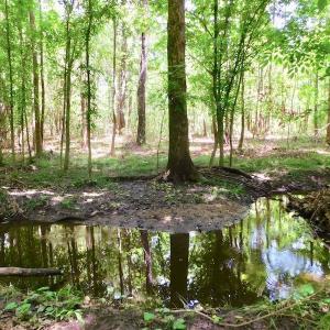 Photo of UNDER CONTRACT!  26.7 Acres of Hunting and Timber Land For Sale in Jones County NC!