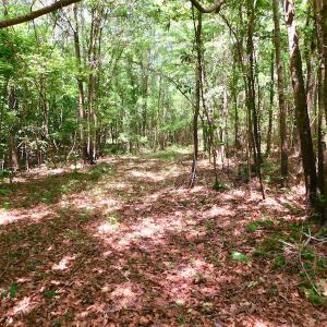Photo of UNDER CONTRACT!  26.7 Acres of Hunting and Timber Land For Sale in Jones County NC!
