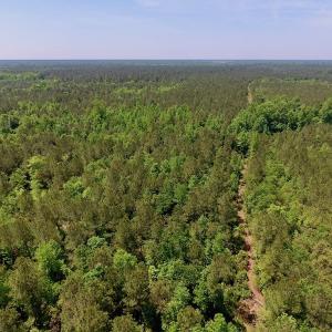 Photo of UNDER CONTRACT!  26.7 Acres of Hunting and Timber Land For Sale in Jones County NC!