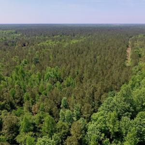 Photo of UNDER CONTRACT!  26.7 Acres of Hunting and Timber Land For Sale in Jones County NC!