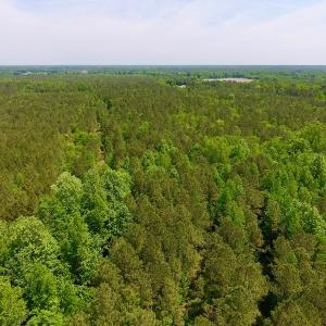 Photo of UNDER CONTRACT!  26.7 Acres of Hunting and Timber Land For Sale in Jones County NC!