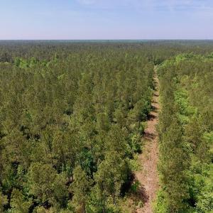 Photo of UNDER CONTRACT!  26.7 Acres of Hunting and Timber Land For Sale in Jones County NC!