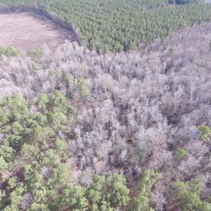Photo of UNDER CONTRACT!  196 Acres of Hunting Land for Sale in Sussex County VA!