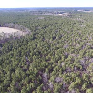 Photo of UNDER CONTRACT!  196 Acres of Hunting Land for Sale in Sussex County VA!