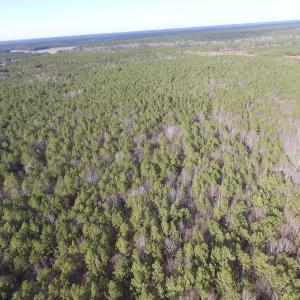 Photo of UNDER CONTRACT!  196 Acres of Hunting Land for Sale in Sussex County VA!