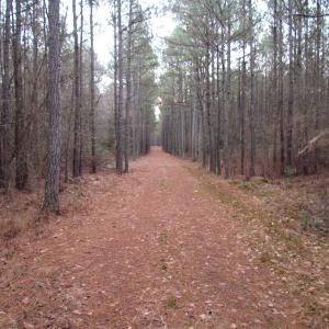Photo of UNDER CONTRACT!  196 Acres of Hunting Land for Sale in Sussex County VA!