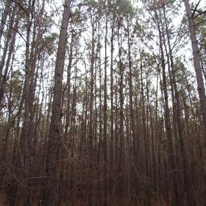 Photo of UNDER CONTRACT!  196 Acres of Hunting Land for Sale in Sussex County VA!