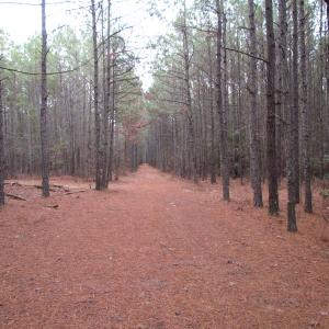 Photo of UNDER CONTRACT!  196 Acres of Hunting Land for Sale in Sussex County VA!