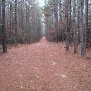 Photo of UNDER CONTRACT!  196 Acres of Hunting Land for Sale in Sussex County VA!
