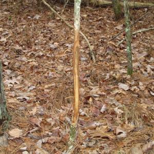 Photo of UNDER CONTRACT!  196 Acres of Hunting Land for Sale in Sussex County VA!