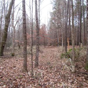 Photo of UNDER CONTRACT!  196 Acres of Hunting Land for Sale in Sussex County VA!