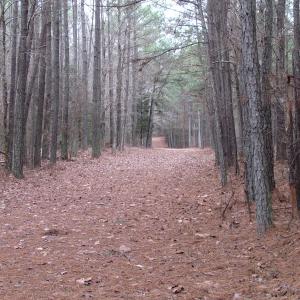 Photo of UNDER CONTRACT!  196 Acres of Hunting Land for Sale in Sussex County VA!