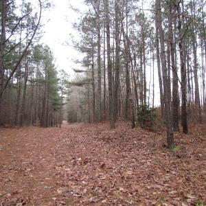 Photo of UNDER CONTRACT!  196 Acres of Hunting Land for Sale in Sussex County VA!