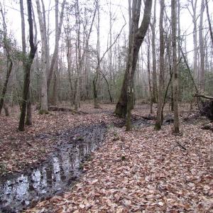 Photo of UNDER CONTRACT!  196 Acres of Hunting Land for Sale in Sussex County VA!