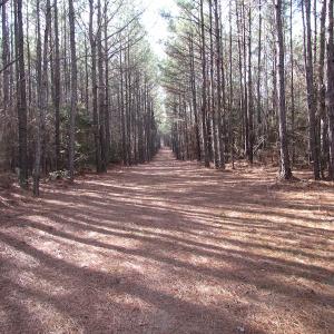 Photo of UNDER CONTRACT!  196 Acres of Hunting Land for Sale in Sussex County VA!