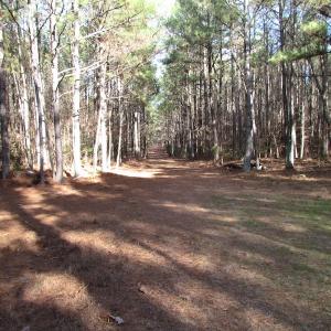 Photo of UNDER CONTRACT!  196 Acres of Hunting Land for Sale in Sussex County VA!