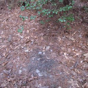 Photo of UNDER CONTRACT!  196 Acres of Hunting Land for Sale in Sussex County VA!
