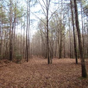Photo of UNDER CONTRACT!  196 Acres of Hunting Land for Sale in Sussex County VA!