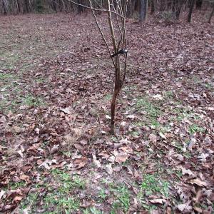 Photo of UNDER CONTRACT!  196 Acres of Hunting Land for Sale in Sussex County VA!