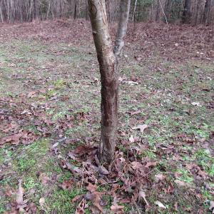 Photo of UNDER CONTRACT!  196 Acres of Hunting Land for Sale in Sussex County VA!