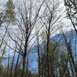 Photo of UNDER CONTRACT!  196 Acres of Hunting Land for Sale in Sussex County VA!