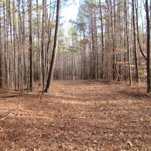 Photo of UNDER CONTRACT!  196 Acres of Hunting Land for Sale in Sussex County VA!