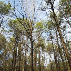 Photo of UNDER CONTRACT!  196 Acres of Hunting Land for Sale in Sussex County VA!