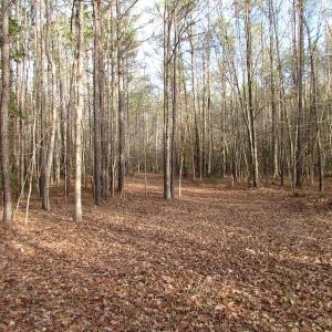 Photo of UNDER CONTRACT!  196 Acres of Hunting Land for Sale in Sussex County VA!