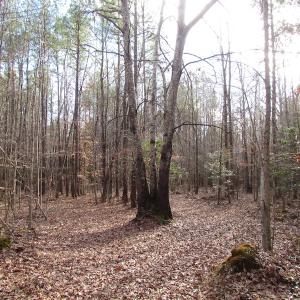 Photo of UNDER CONTRACT!  196 Acres of Hunting Land for Sale in Sussex County VA!