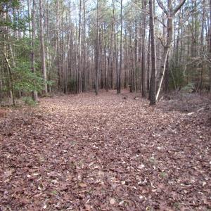 Photo of UNDER CONTRACT!  196 Acres of Hunting Land for Sale in Sussex County VA!