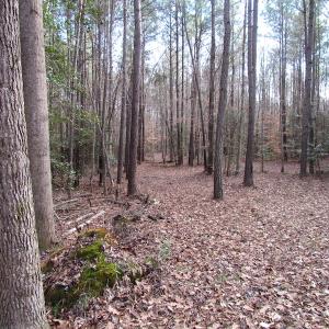 Photo of UNDER CONTRACT!  196 Acres of Hunting Land for Sale in Sussex County VA!