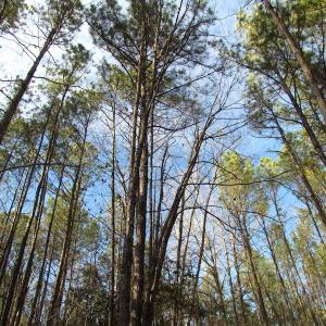 Photo of UNDER CONTRACT!  196 Acres of Hunting Land for Sale in Sussex County VA!