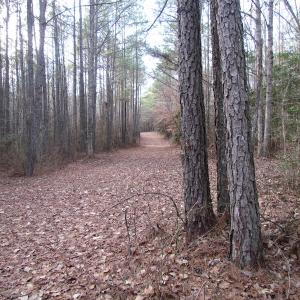Photo of UNDER CONTRACT!  196 Acres of Hunting Land for Sale in Sussex County VA!