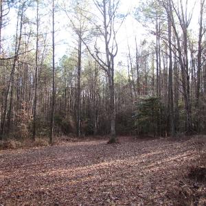 Photo of UNDER CONTRACT!  196 Acres of Hunting Land for Sale in Sussex County VA!