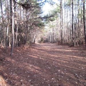 Photo of UNDER CONTRACT!  196 Acres of Hunting Land for Sale in Sussex County VA!