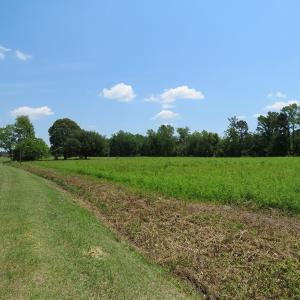 Photo of UNDER CONTRACT!  26 Acres of Farm and Timber Land with Home Site For Sale in Bladen County NC!