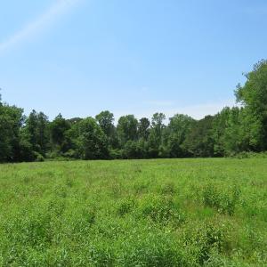 Photo of UNDER CONTRACT!  26 Acres of Farm and Timber Land with Home Site For Sale in Bladen County NC!