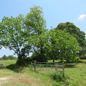 Photo of UNDER CONTRACT!  26 Acres of Farm and Timber Land with Home Site For Sale in Bladen County NC!