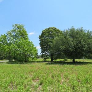 Photo of UNDER CONTRACT!  26 Acres of Farm and Timber Land with Home Site For Sale in Bladen County NC!