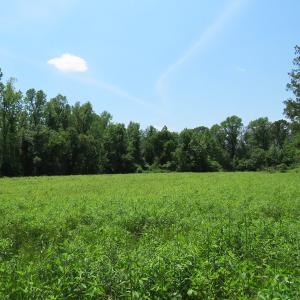 Photo of UNDER CONTRACT!  26 Acres of Farm and Timber Land with Home Site For Sale in Bladen County NC!
