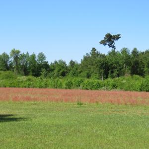 Photo of UNDER CONTRACT!  190 Acres of Residential Farm and Timber Land for Sale in Columbus County NC!