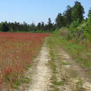 Photo of UNDER CONTRACT!  190 Acres of Residential Farm and Timber Land for Sale in Columbus County NC!