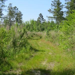 Photo of UNDER CONTRACT!  190 Acres of Residential Farm and Timber Land for Sale in Columbus County NC!