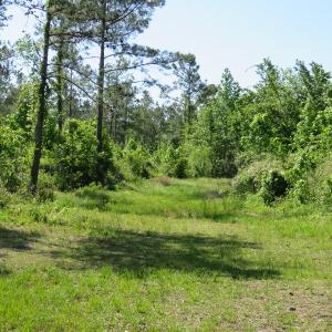 Photo of UNDER CONTRACT!  190 Acres of Residential Farm and Timber Land for Sale in Columbus County NC!